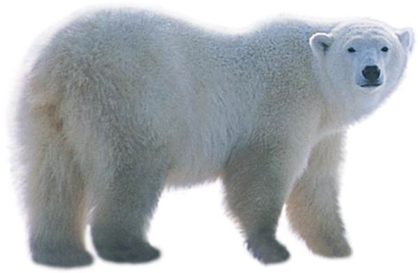 Polar white bear PNG    图片编号:23523