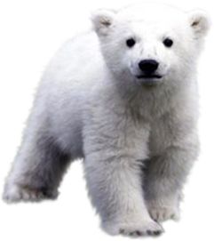 Polar white bear PNG    图片编号:23524