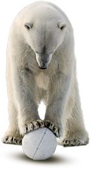 Polar white bear PNG    图片编号:23525