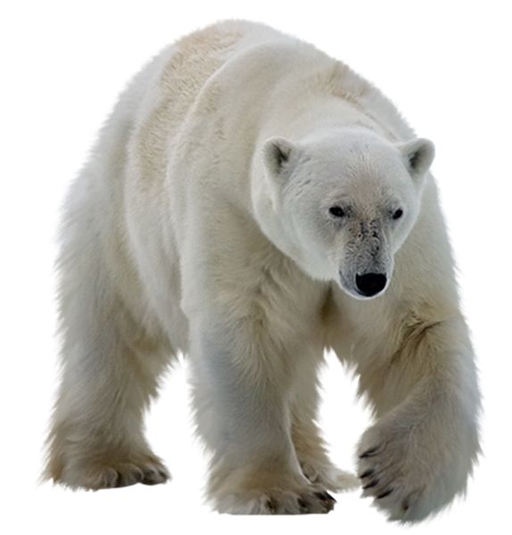 Polar white bear PNG    图片编号:23526