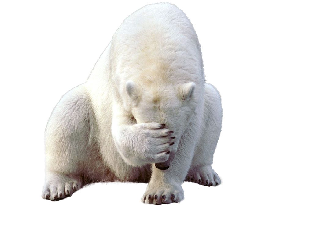 Polar white bear PNG    图片编号:23527