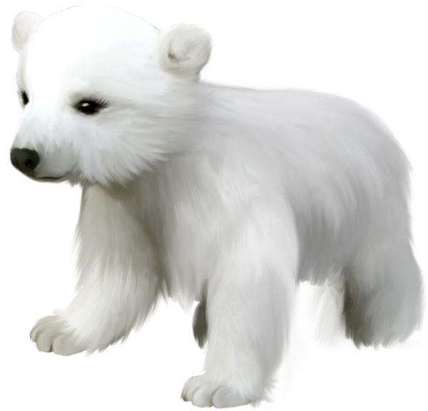 Polar white bear PNG    图片编号:23492