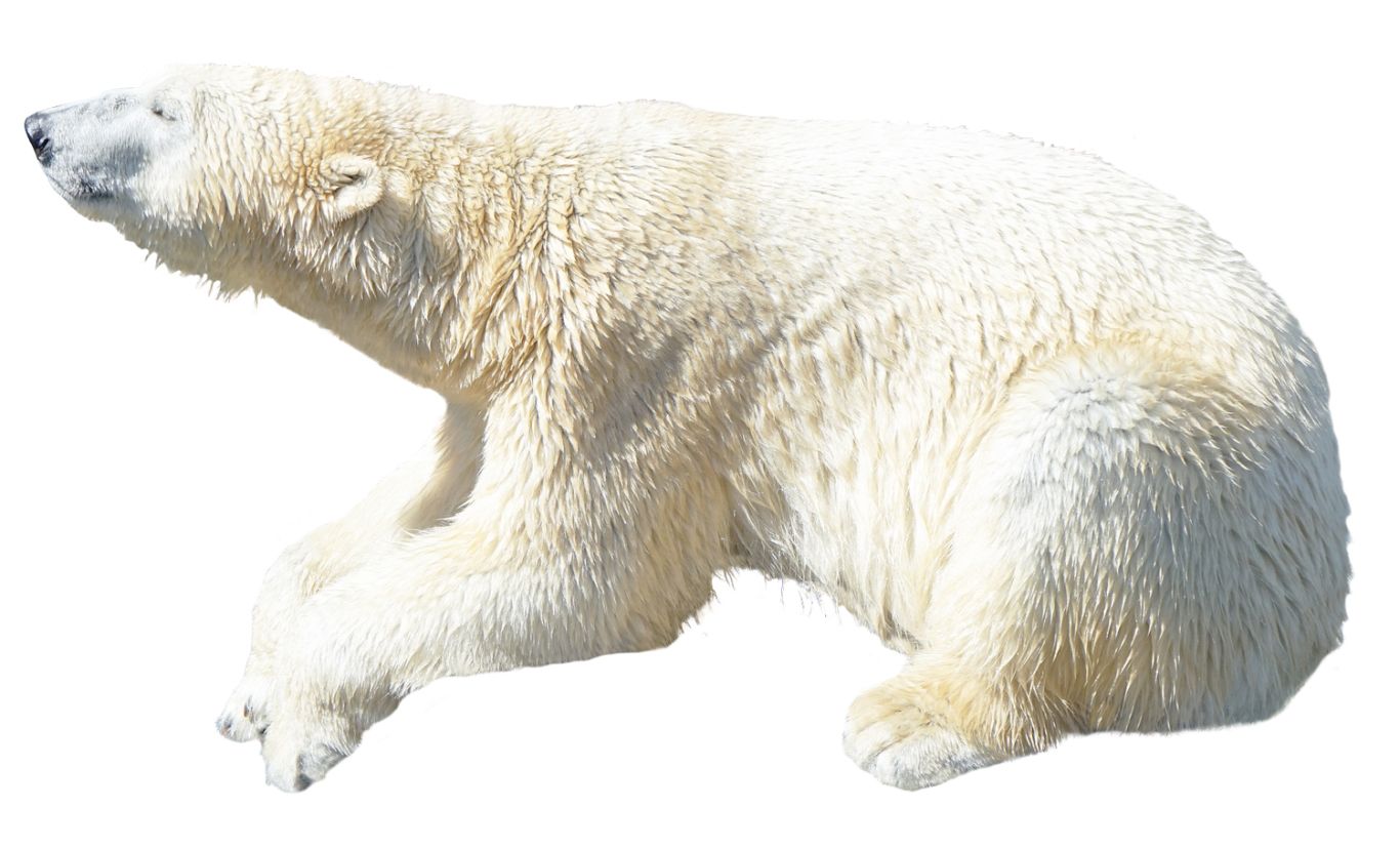 Polar white bear PNG    图片编号:23493