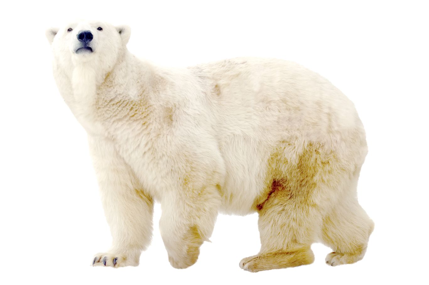 Polar white bear PNG    图片编号:23494