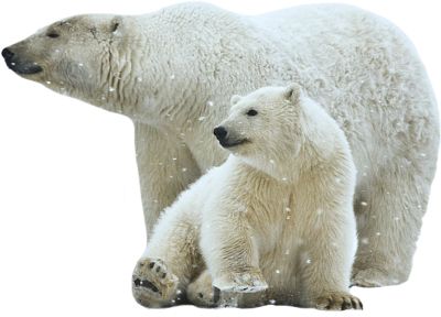 Polar white bear PNG    图片编号:23495