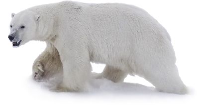 Polar white bear PNG    图片编号:23496