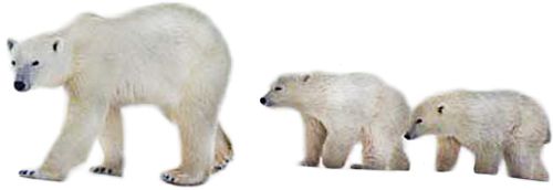 Polar white bear PNG    图片编号:23471