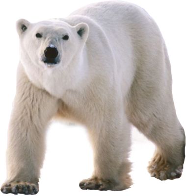 Polar white bear PNG    图片编号:23498