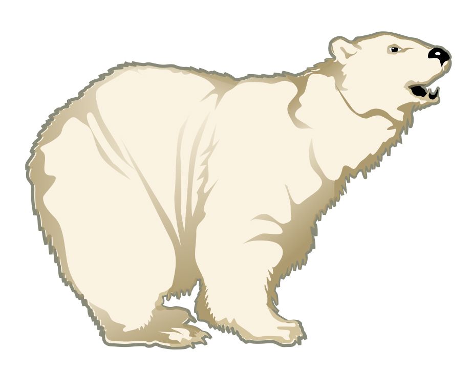 Polar white bear PNG    图片编号:23499