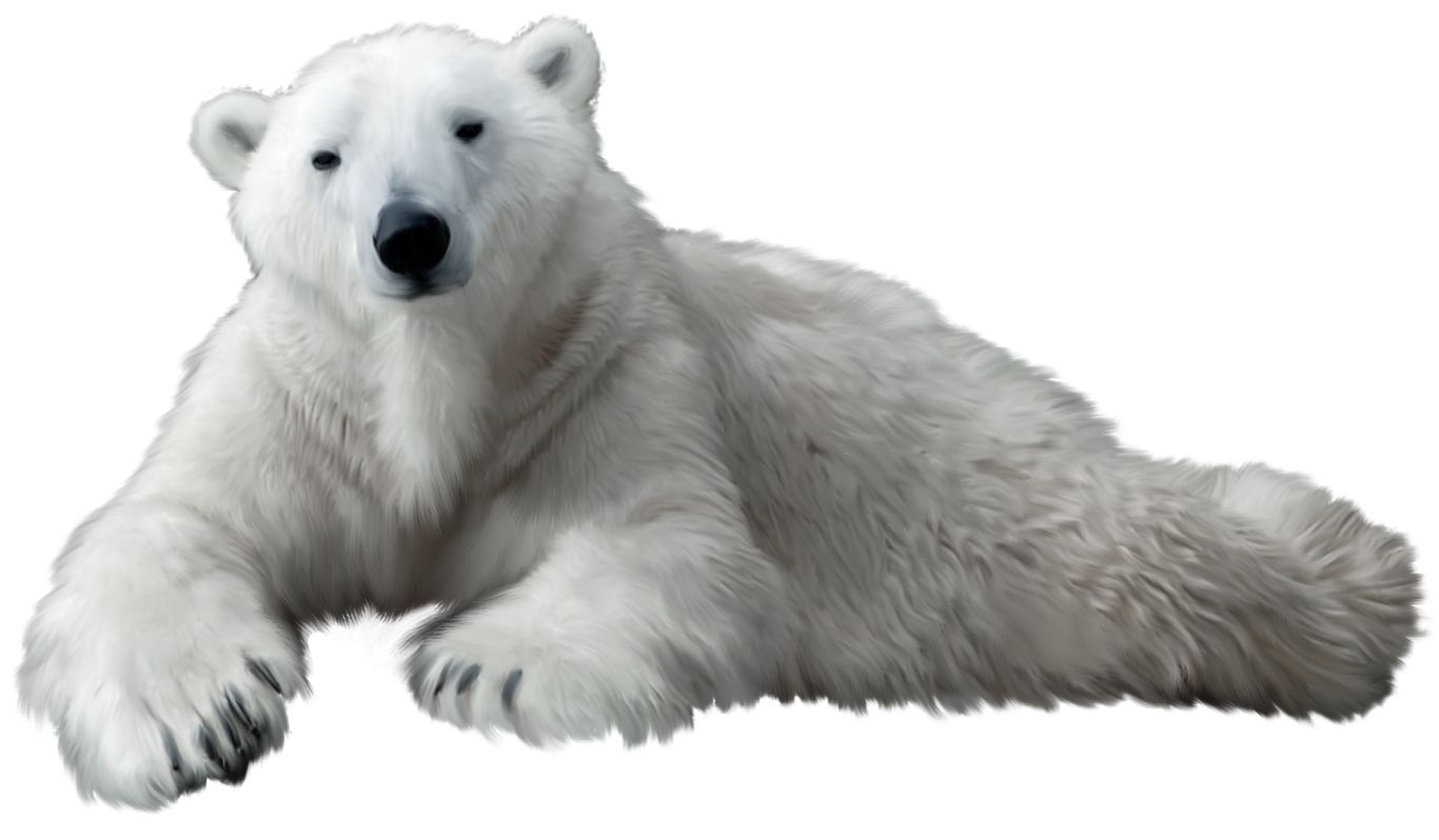 Polar white bear PNG    图片编号:23500