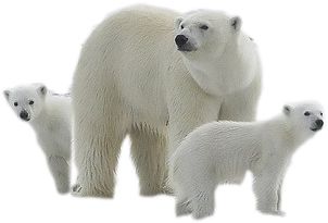 Polar white bear PNG    图片编号:23472