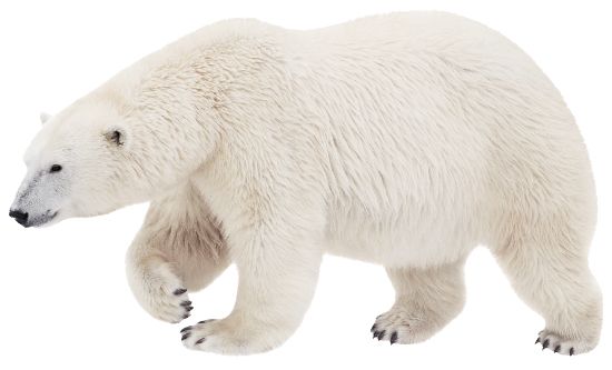 Polar white bear PNG    图片编号:23473