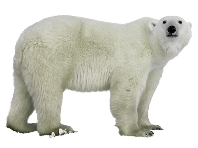 Polar white bear PNG    图片编号:23474