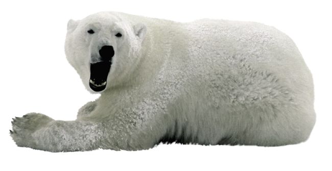 Polar white bear PNG    图片编号:23475