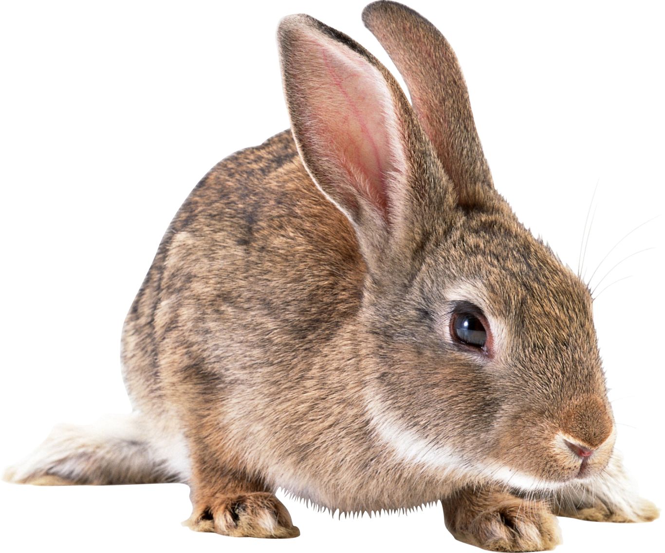 Gray rabbit PNG image    图片编号:3775