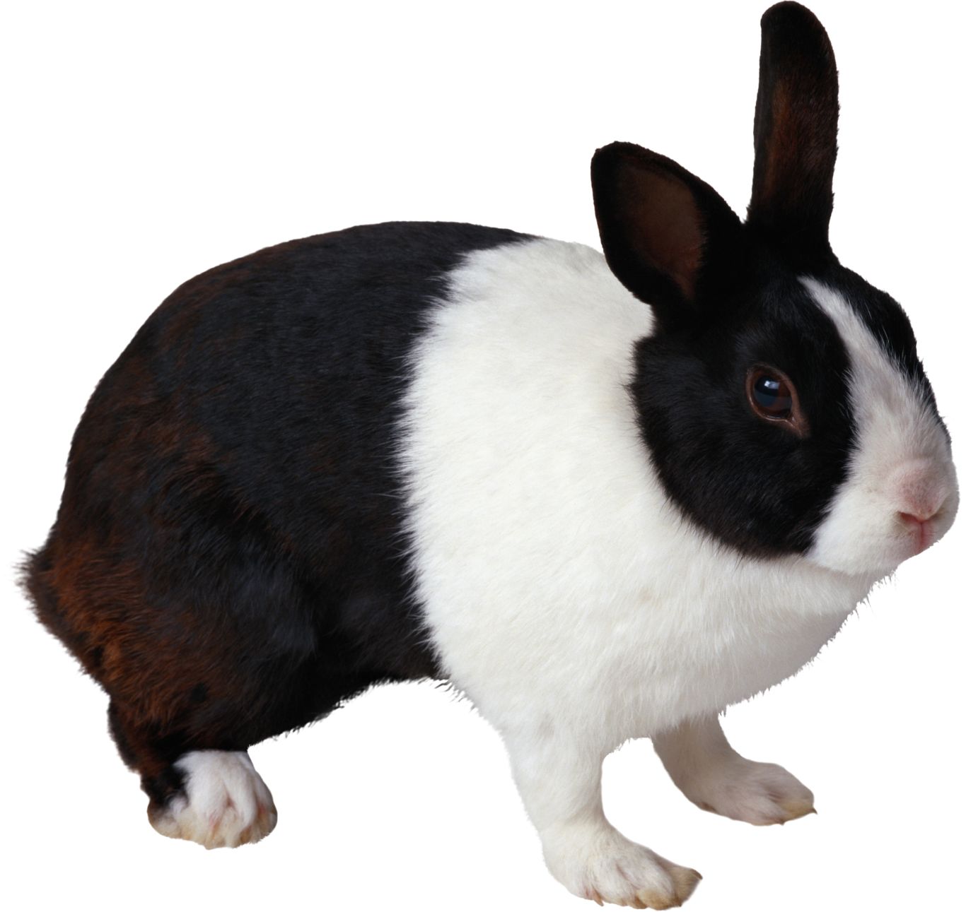 Rabbit PNG image    图片编号:3777
