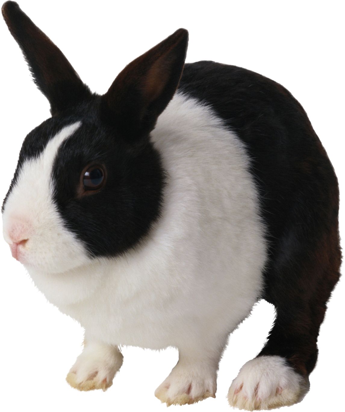 Rabbit PNG image    图片编号:3778