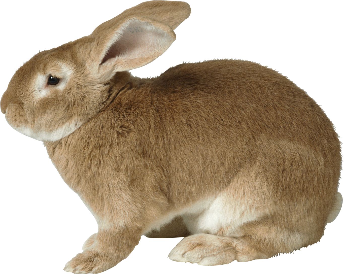 Rabbit PNG image    图片编号:3779