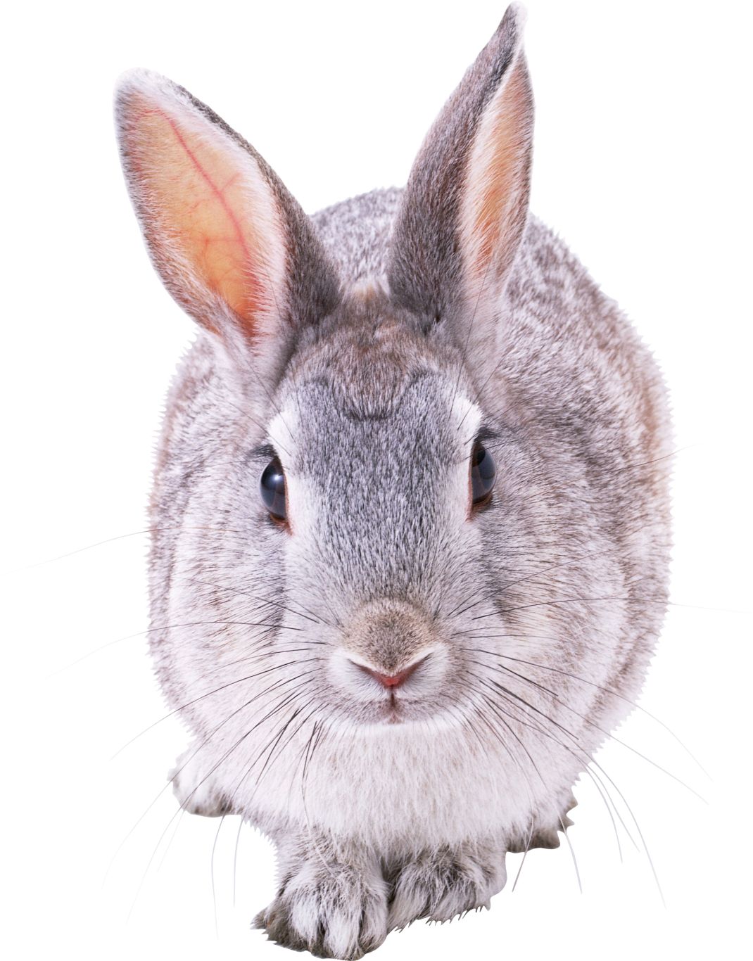 Rabbit PNG image    图片编号:3782