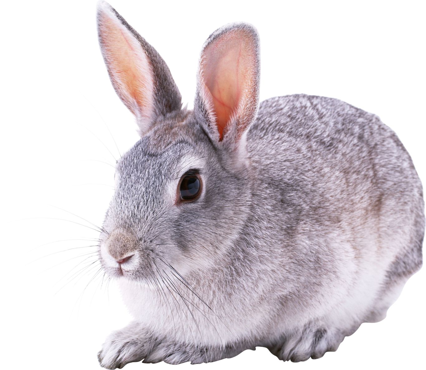 Rabbit PNG image    图片编号:3783