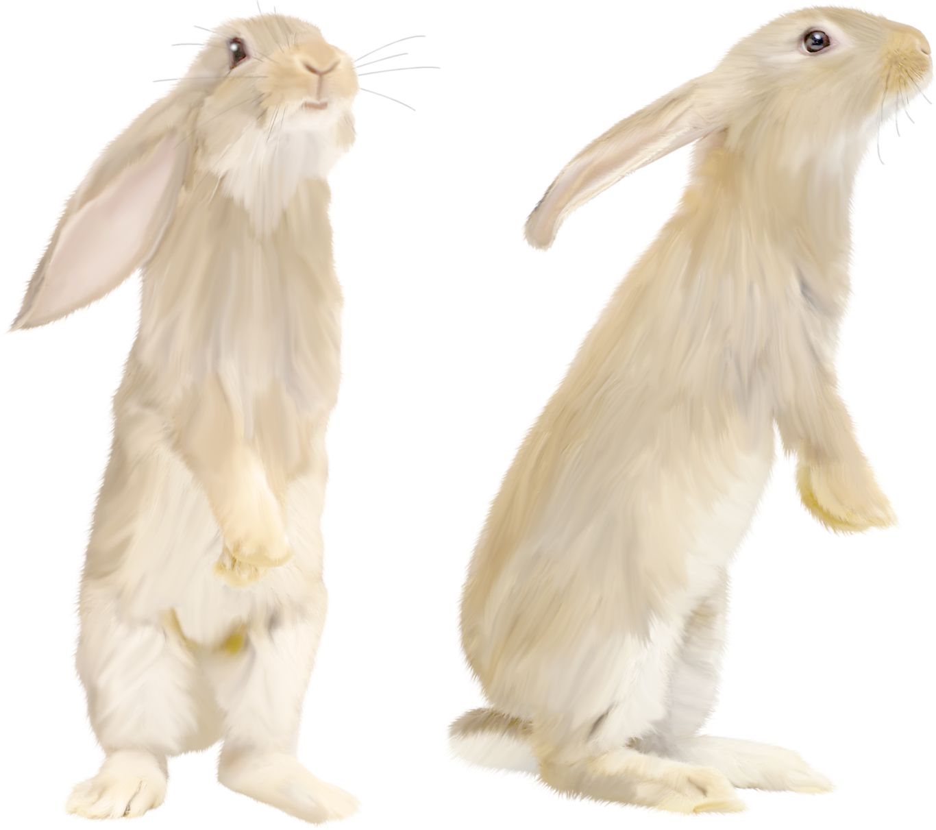 White rabbit PNG image    图片编号:3785