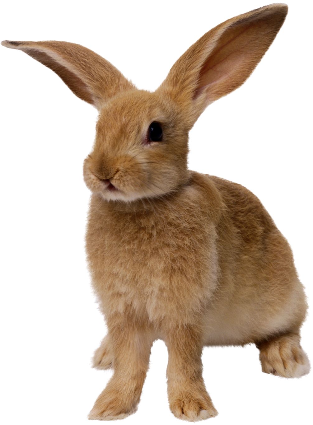 Rabbit PNG image    图片编号:3792