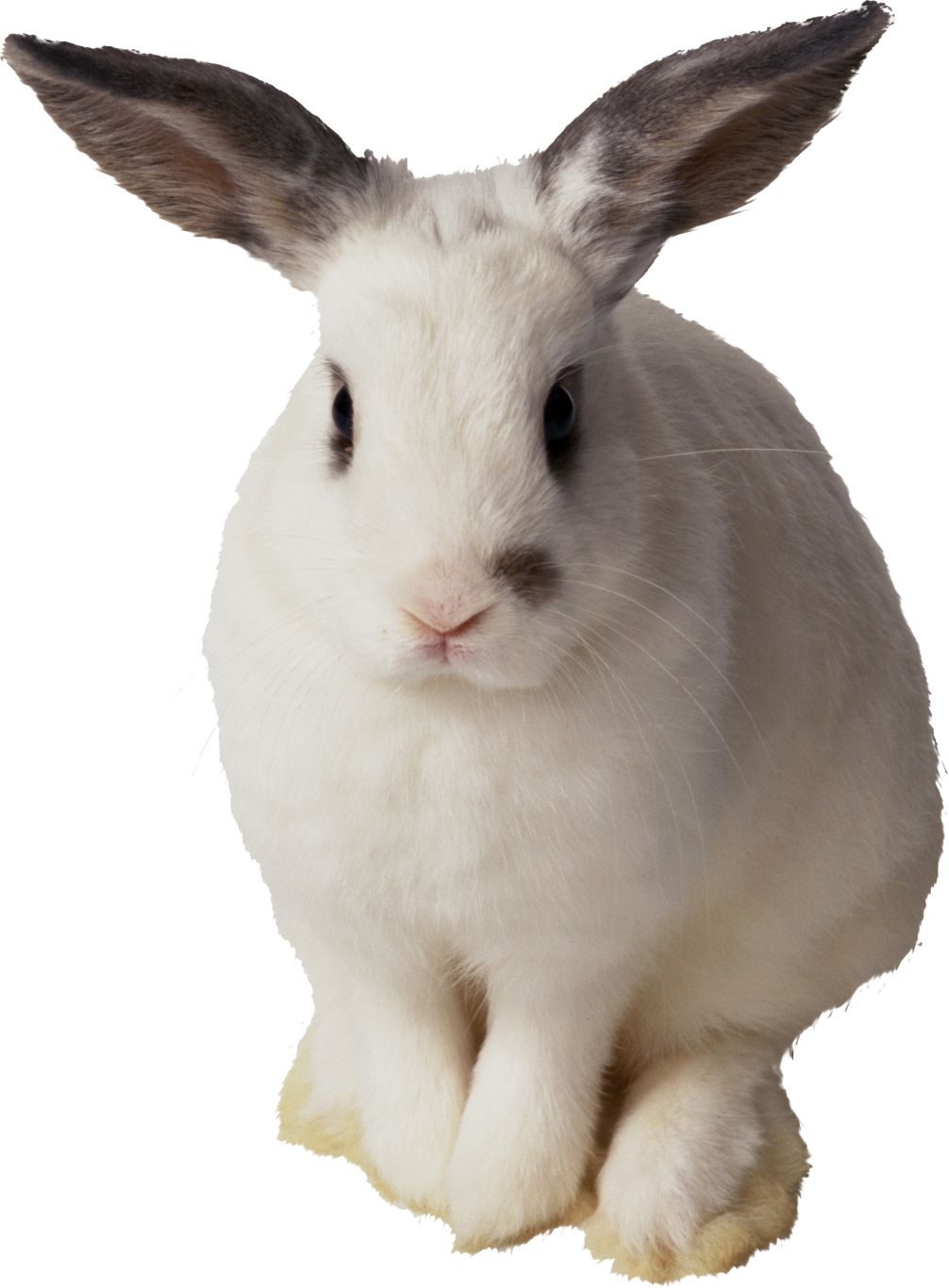 White rabbit PNG image    图片编号:3794