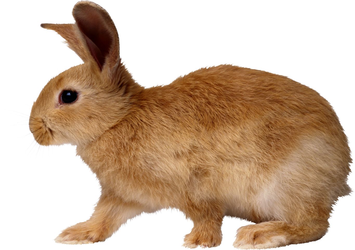 Rabbit PNG image    图片编号:3799