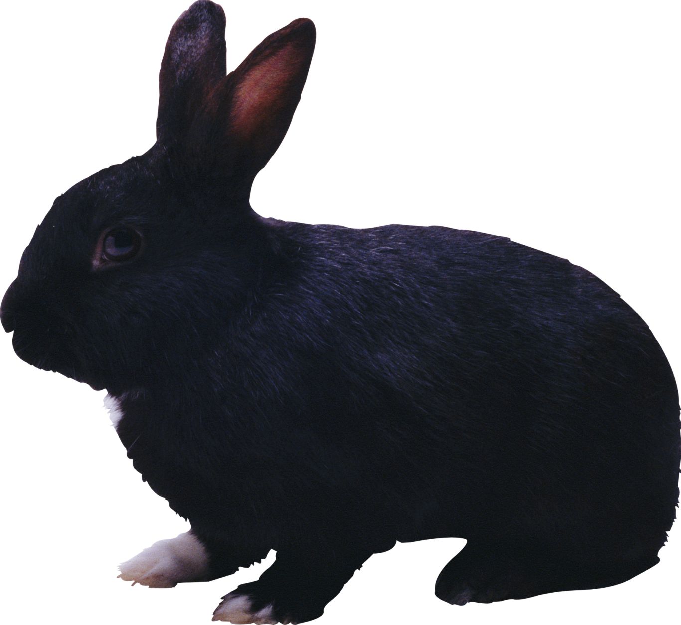Black rabbit PNG image    图片编号:3803