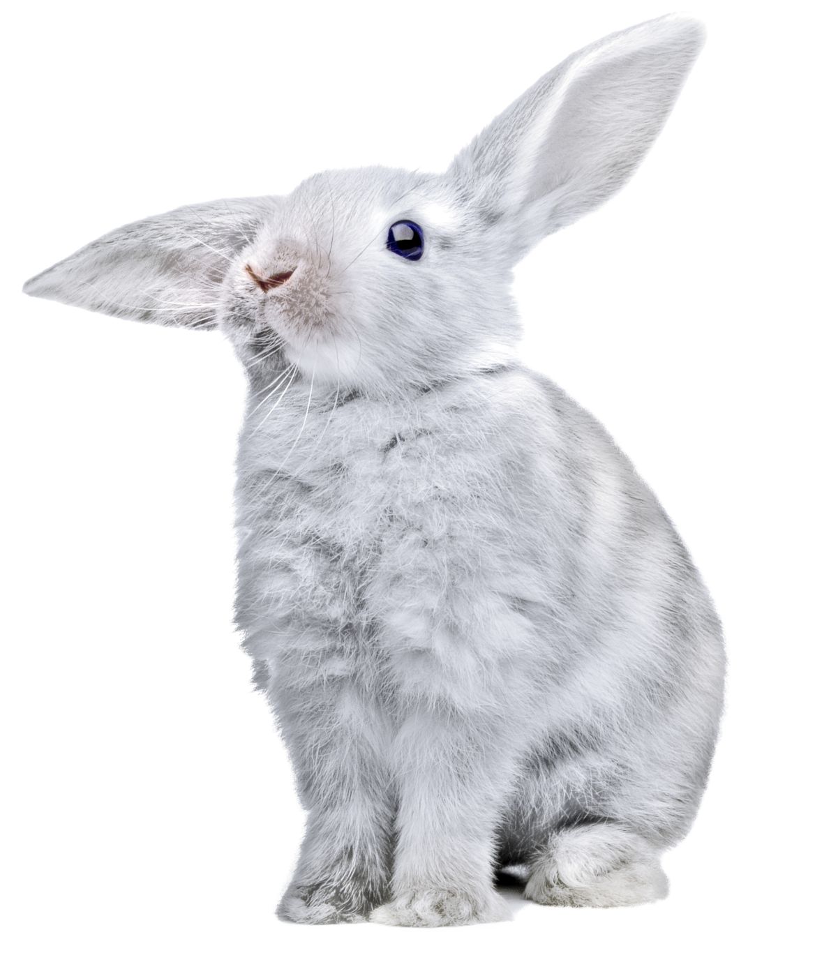 White rabbit PNG image    图片编号:3804