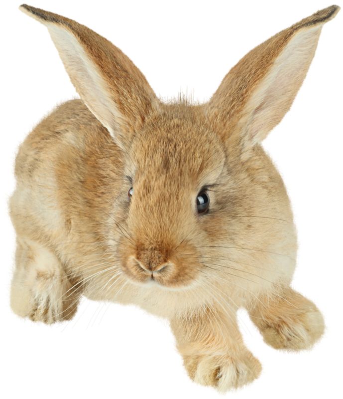 rabbit PNG image    图片编号:5638
