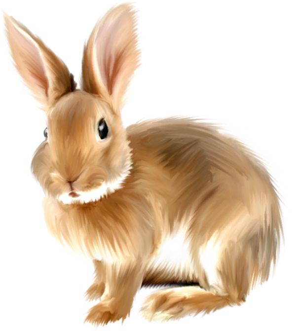 rabbit PNG image    图片编号:5639