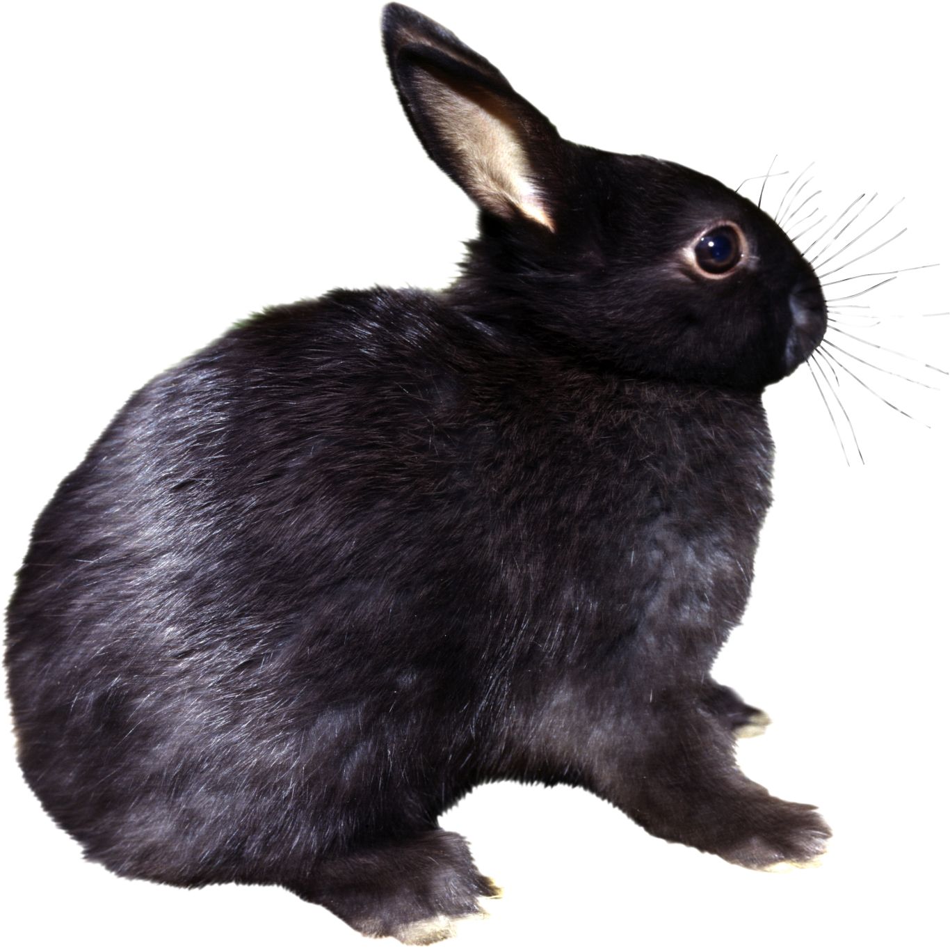 rabbit PNG    图片编号:96523