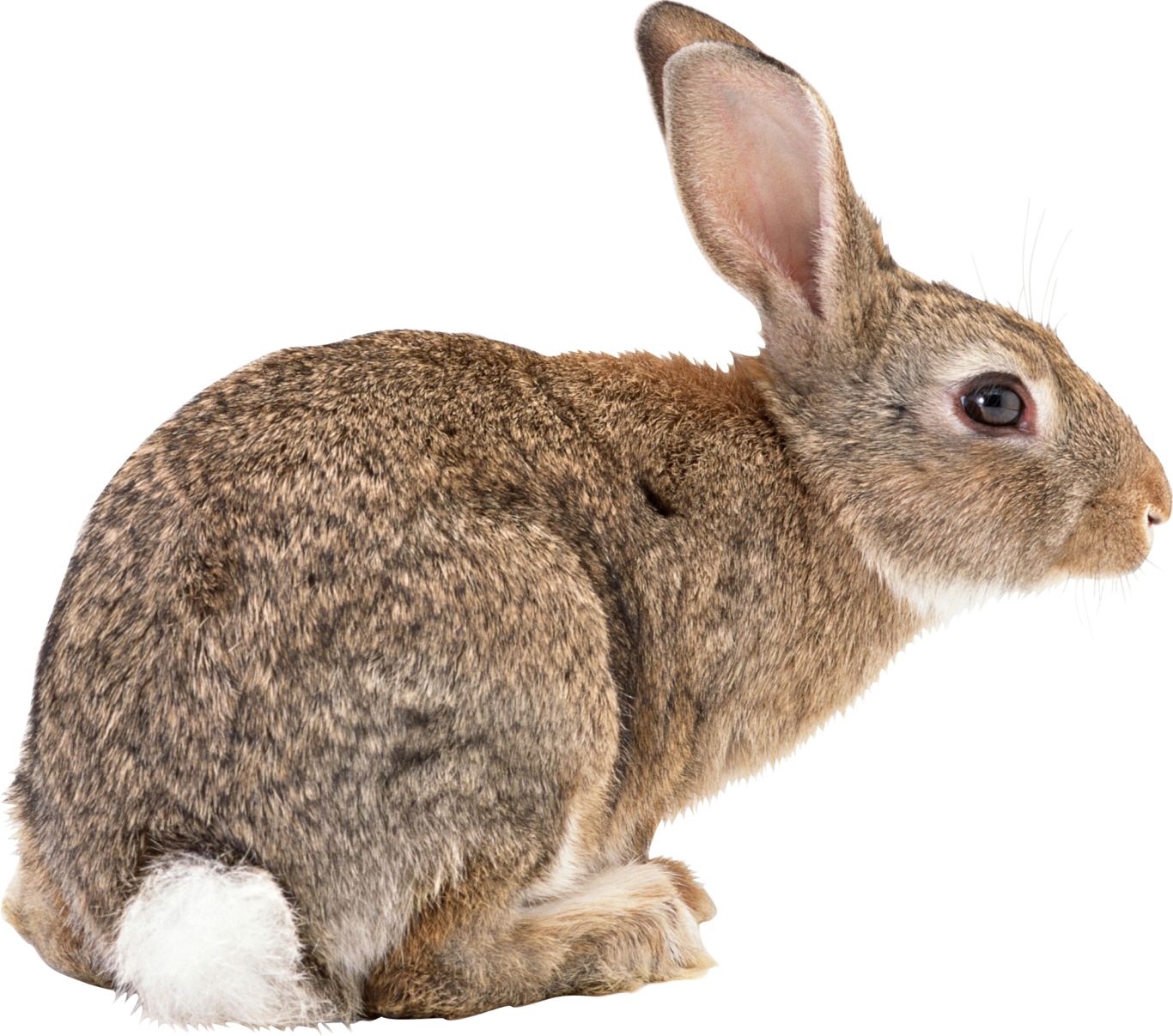 rabbit PNG    图片编号:96532