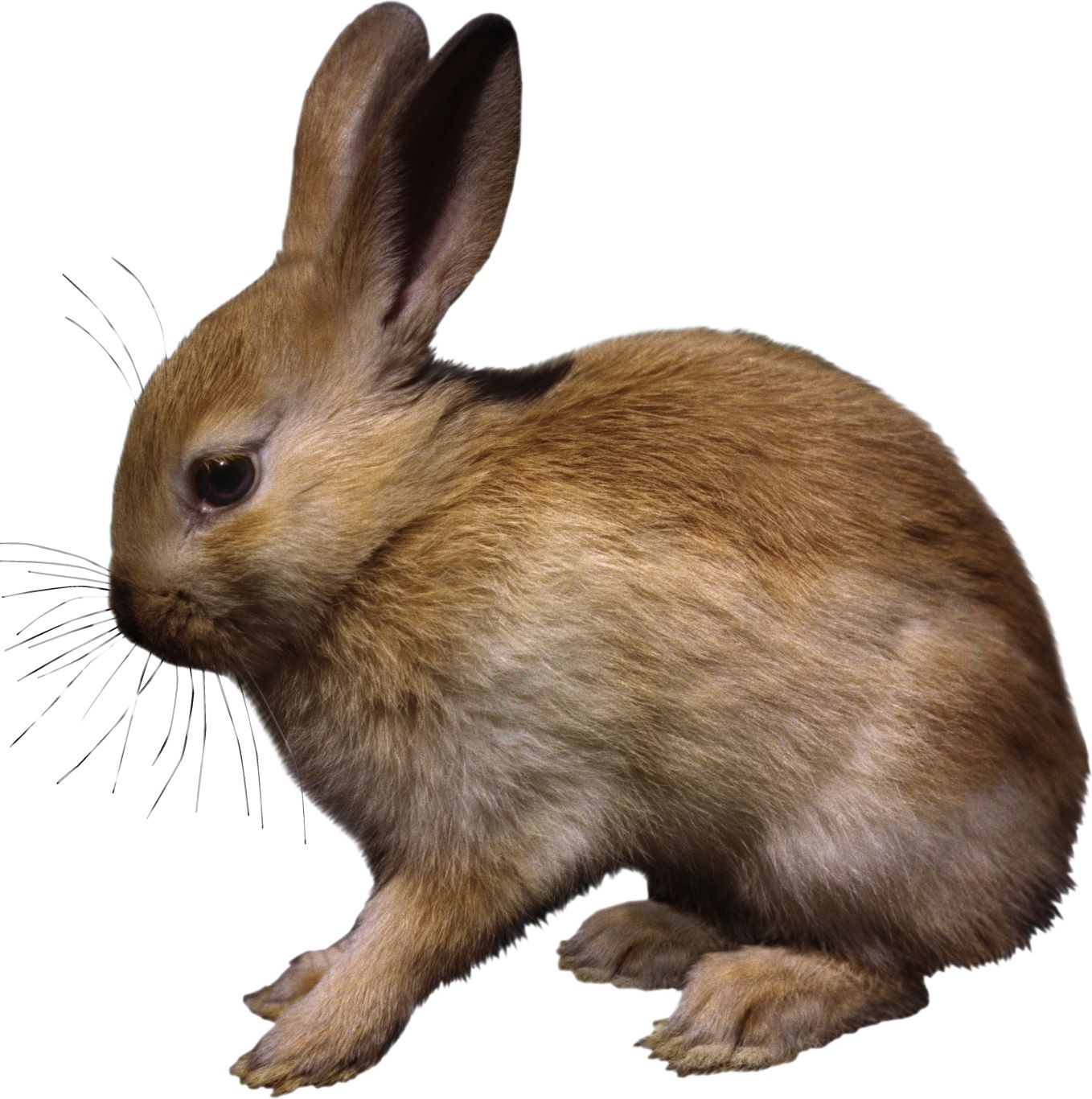 rabbit PNG    图片编号:96533