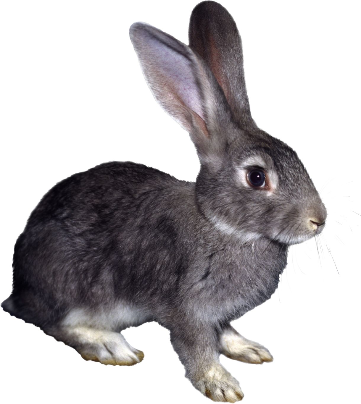 rabbit PNG    图片编号:96535