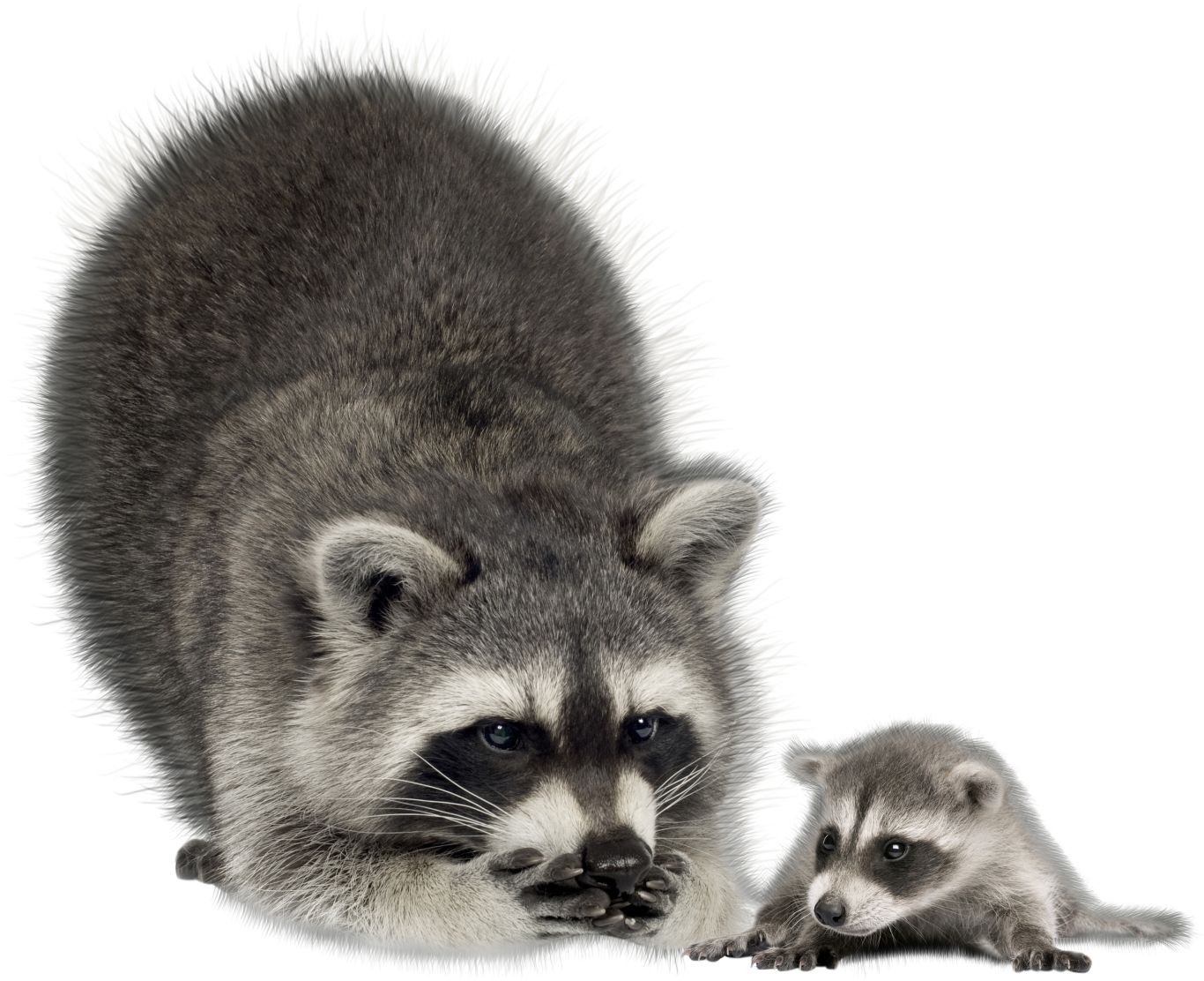 Raccoon PNG    图片编号:16963