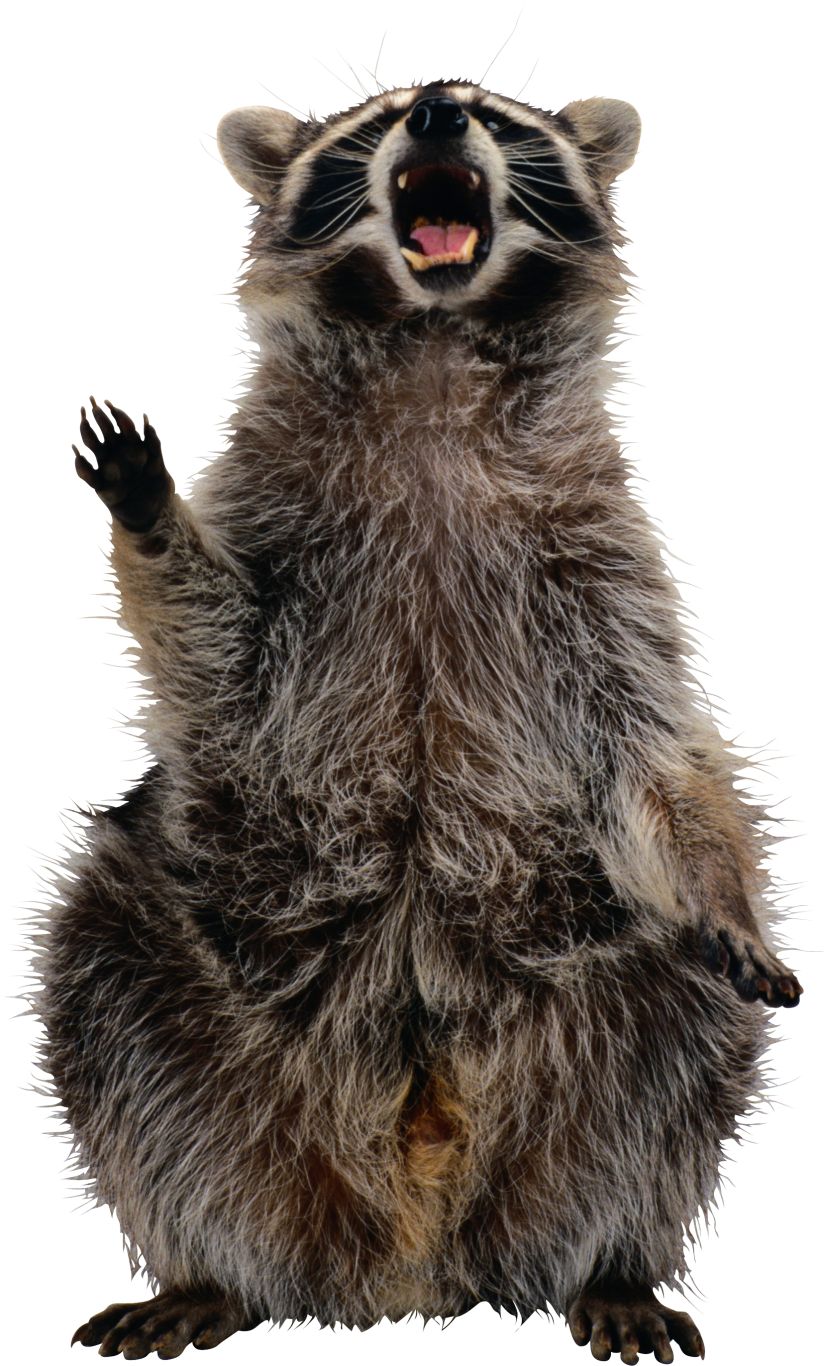Raccoon PNG    图片编号:16964