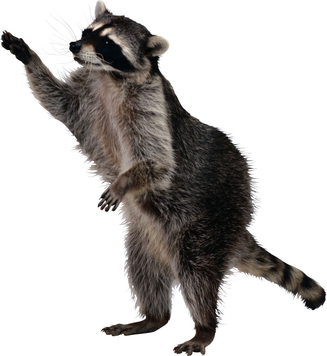 Raccoon PNG    图片编号:16965
