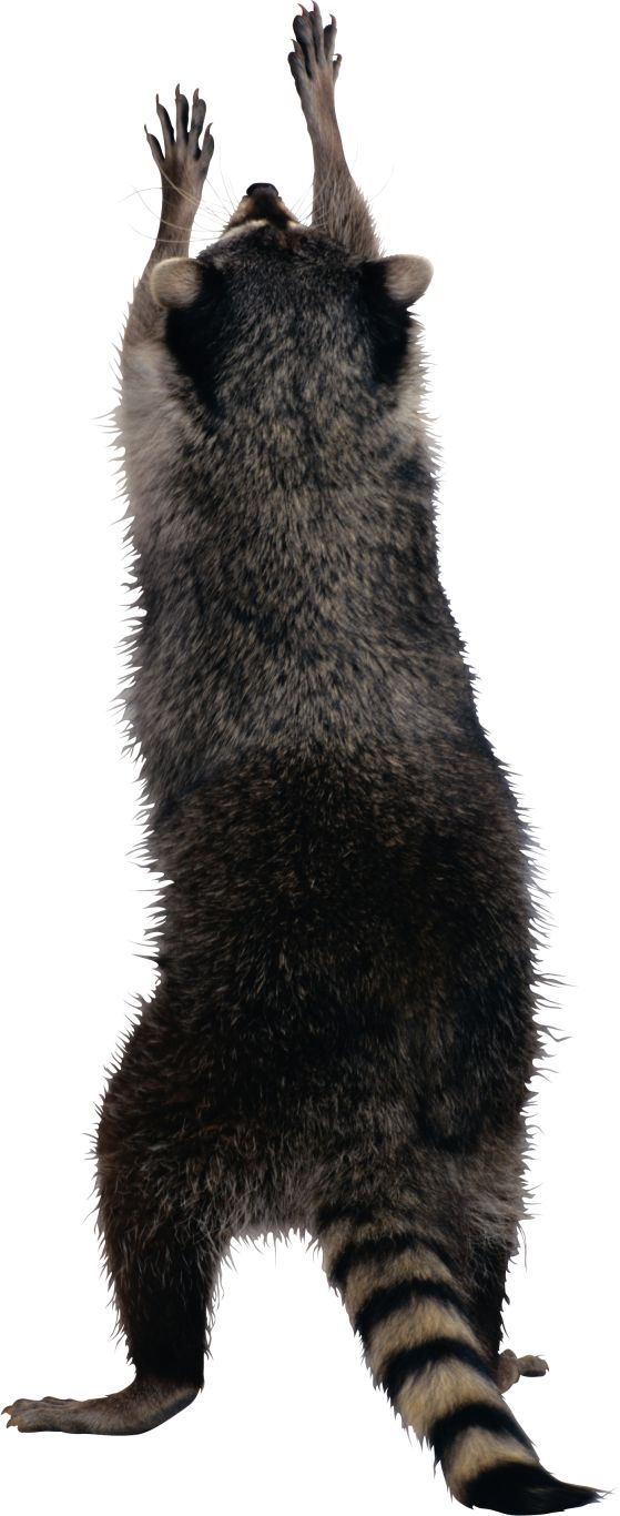 Raccoon PNG    图片编号:16966