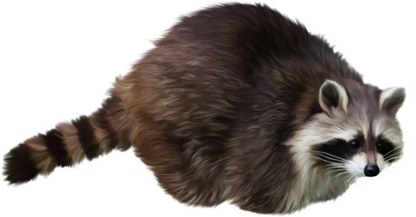 Raccoon PNG    图片编号:16967