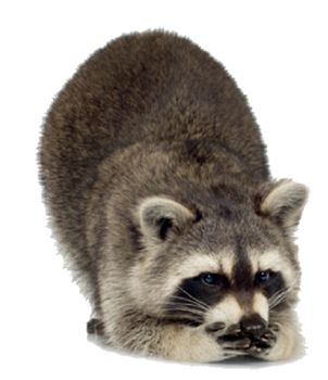 Raccoon PNG    图片编号:16970