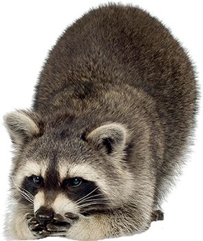 Raccoon PNG    图片编号:16971