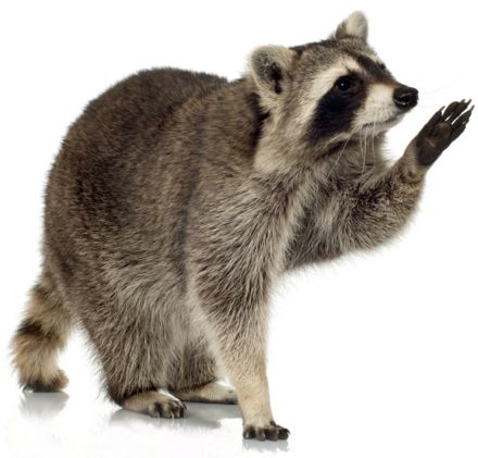 Raccoon PNG    图片编号:16972