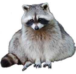 Raccoon PNG    图片编号:16973