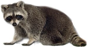 Raccoon PNG    图片编号:16974