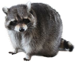 Raccoon PNG    图片编号:16976