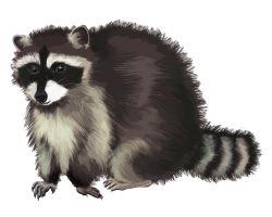 Raccoon PNG    图片编号:16978