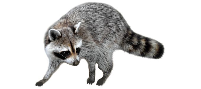 Raccoon PNG    图片编号:16980