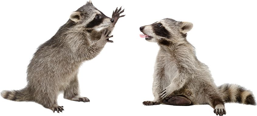 Raccoons PNG    图片编号:16981